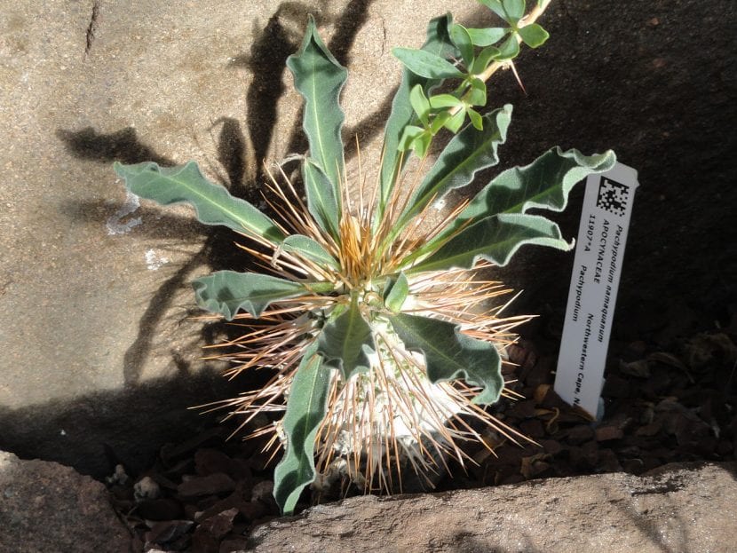 Pachypodium namaquanum, una planta de lento crecimiento