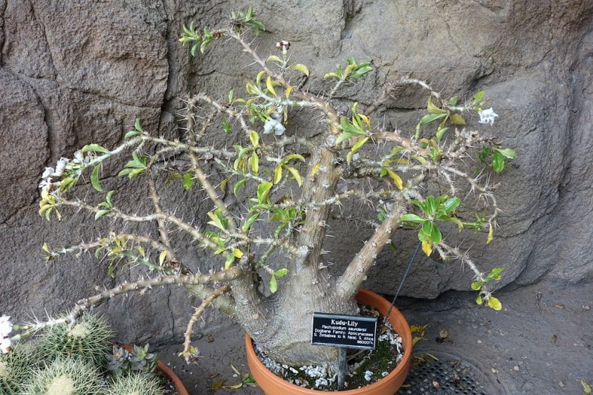 Vista del Pachypodium saundersii