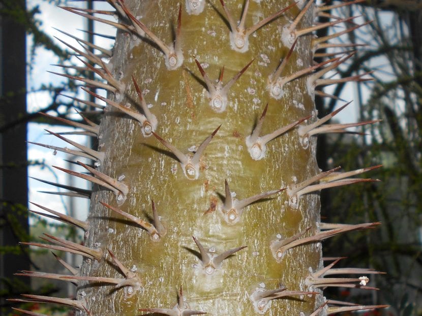 El tronco del Pachypodium lamerei es espinoso