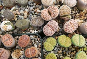 Los Lithops cultivo