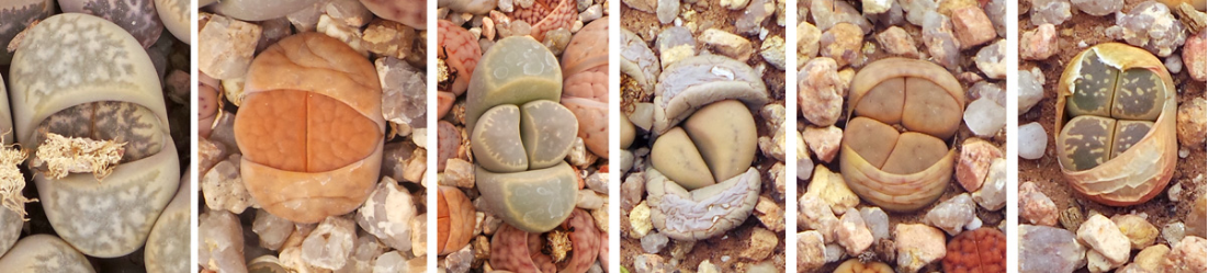 Piedras vivas: Lithops hojas