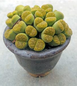 Los Lithops pueden permanecer en una maceta