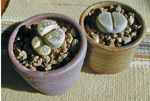 Lithops son plantas de interior