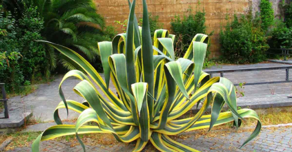 Cuidado de las plantas del siglo