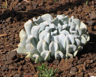  Planta Echeveria : Información de plantas suculentas