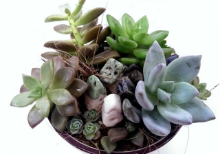  Planta Echeveria : Información de plantas suculentas