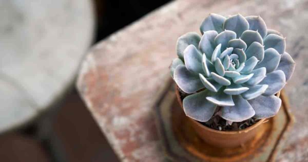  Planta Echeveria : Información de plantas suculentas