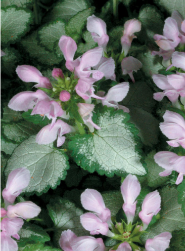 plantas que crecen en la sombra