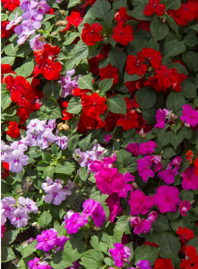 Impatiens