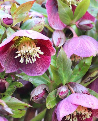 Hellebores