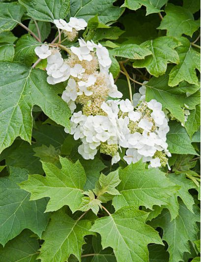 Hortensia Hoja De Roble