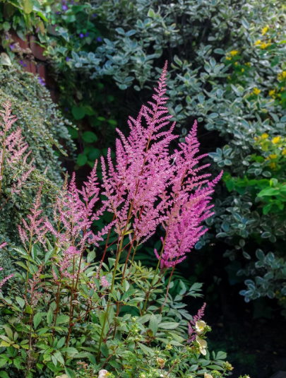 Astilbe