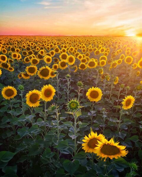 Girasoles