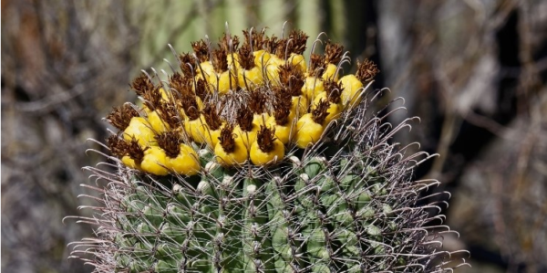 Plantas suculentas altas