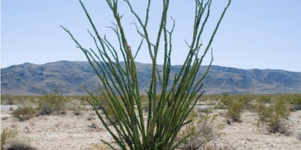 Ocotillo