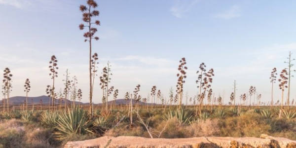 Plantas suculentas altas