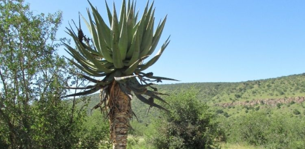 Plantas suculentas muy altas