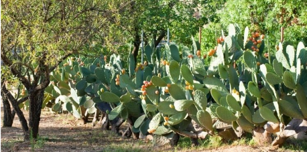 Nopal (Opuntia sp.)