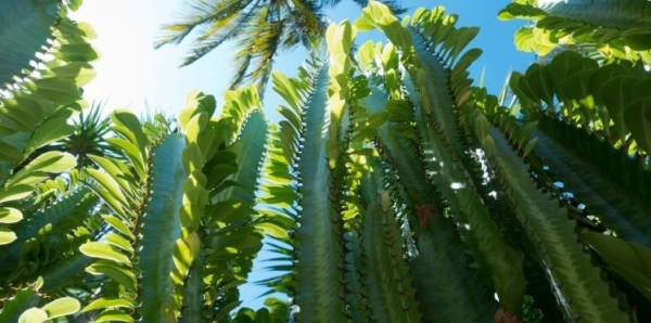 16. Árbol de leche africano (Euphorbia trigona)