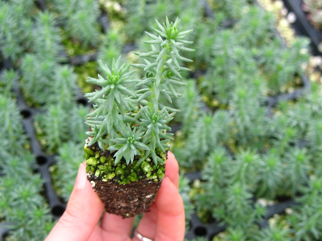 Stonecrop 'Blue Spruce'