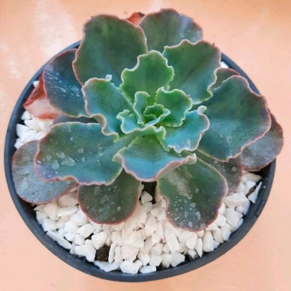 Echeveria 'Blue Waves'