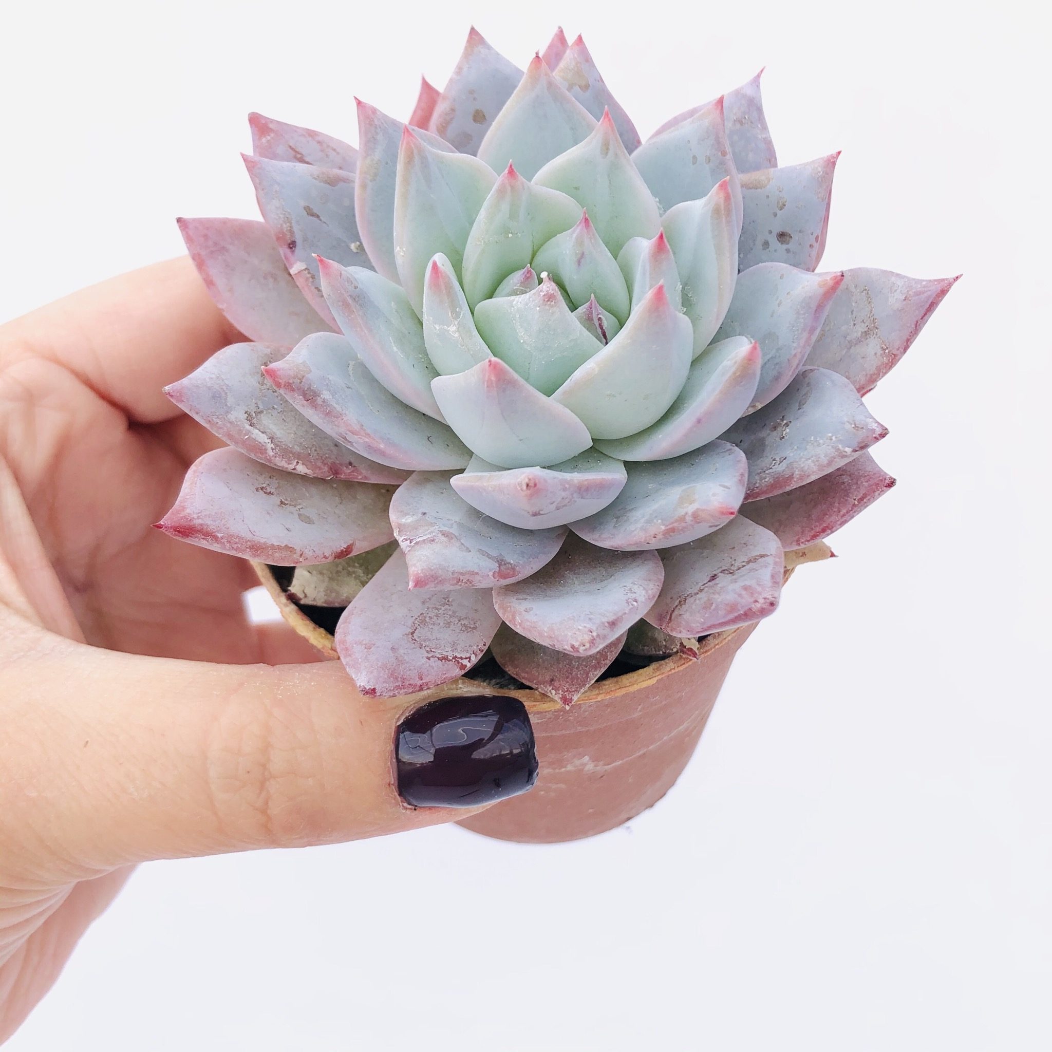 Echeveria 'pájaro azul'