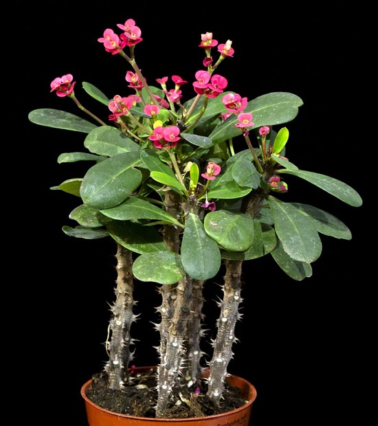 PLANTAS SUCULENTAS CON FLORES