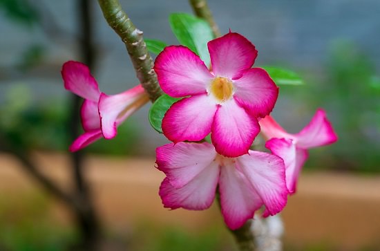 PLANTAS SUCULENTAS CON FLORES