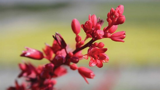 PLANTAS SUCULENTAS CON FLORES