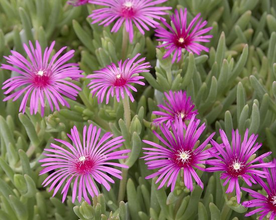 PLANTAS SUCULENTAS CON FLORES