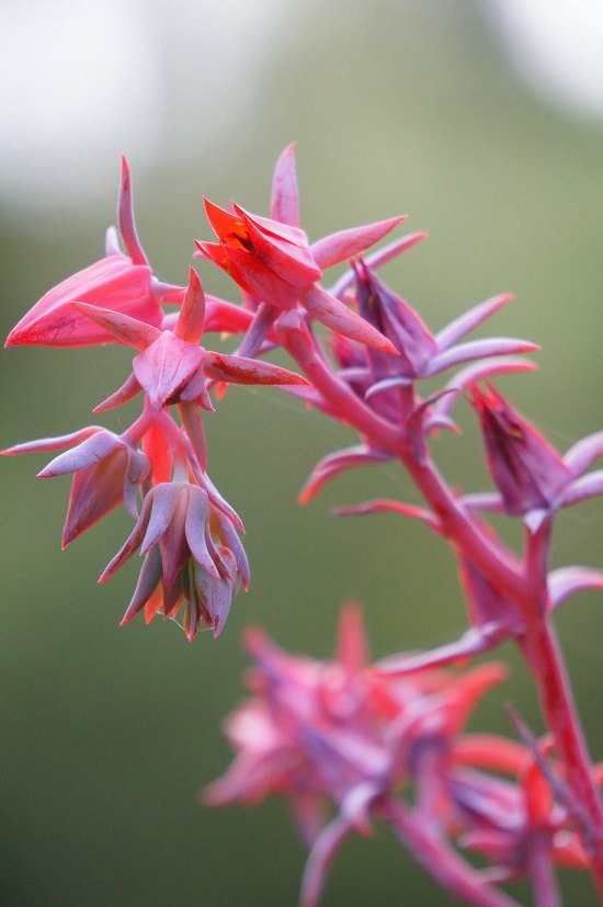 PLANTAS SUCULENTAS CON FLORES