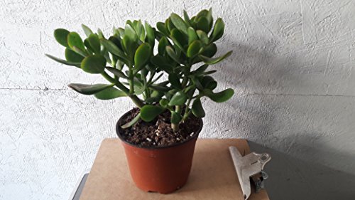 PLANTAS SUCULENTAS EXOTICAS