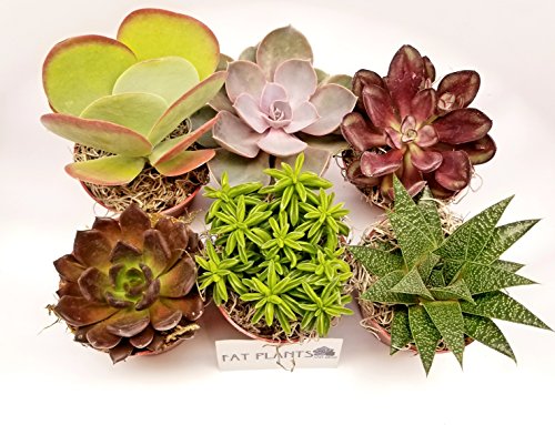 PLANTAS SUCULENTAS EXOTICAS