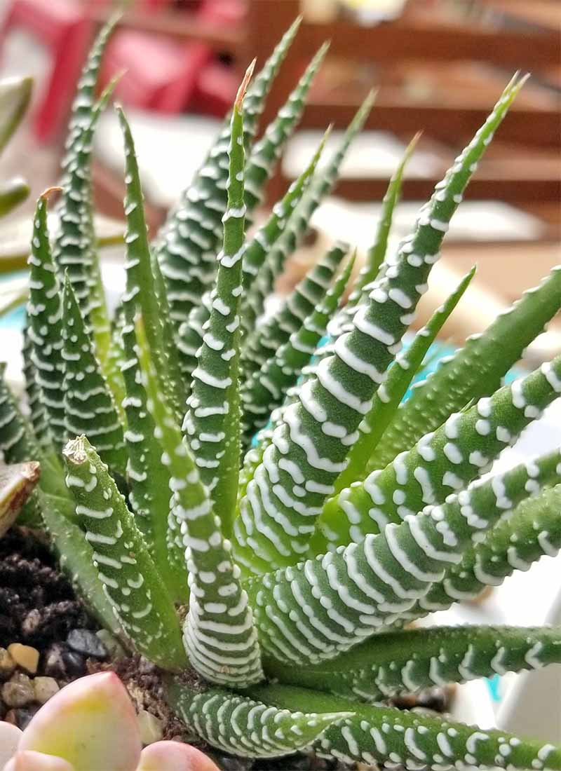 PLANTAS SUCULENTAS EXOTICAS