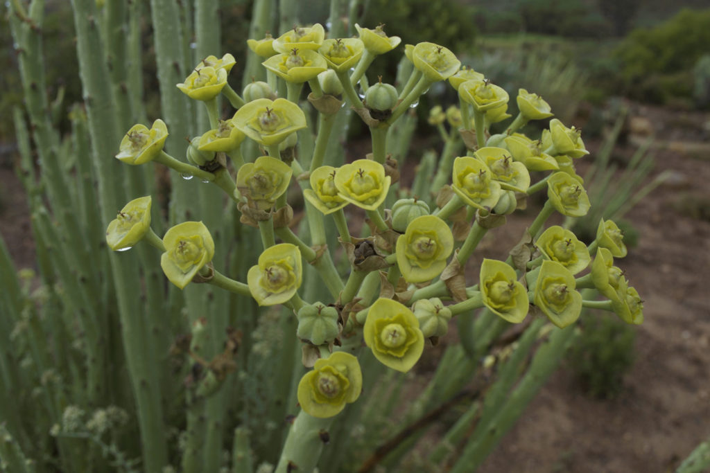 Plantas suculentas medicinales