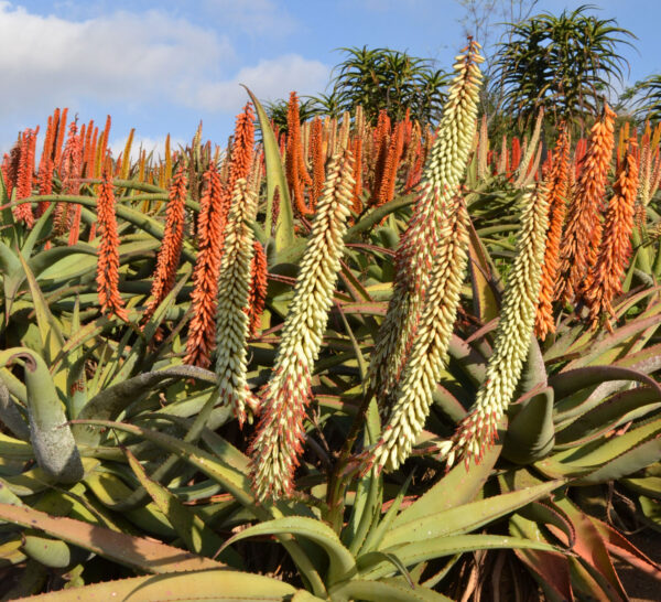 Plantas suculentas medicinales