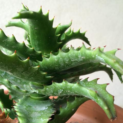 PLANTAS SUCULENTAS Y CACTUS