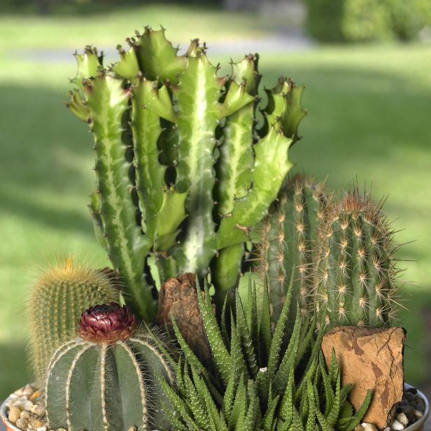 PLANTAS SUCULENTAS Y CACTUS