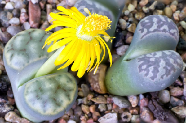  Lithops