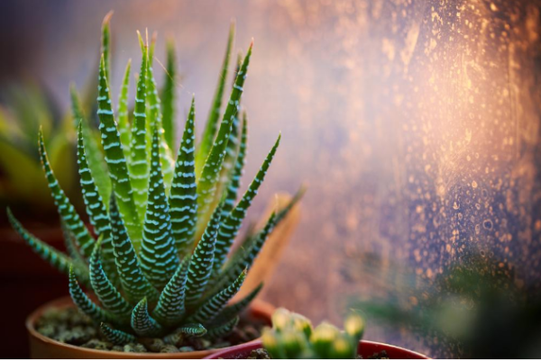 Haworthia fasciata