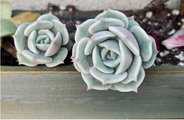 La echeveria