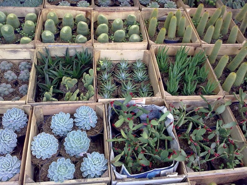 Plantas suculentas