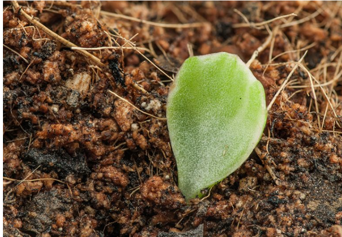 Propagación de suculentas de Portulacaria Afra