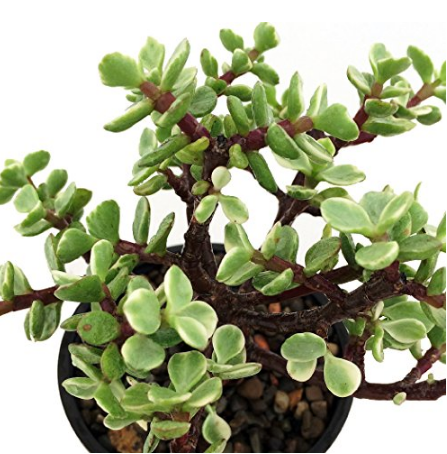 planta Portulacaria Afra