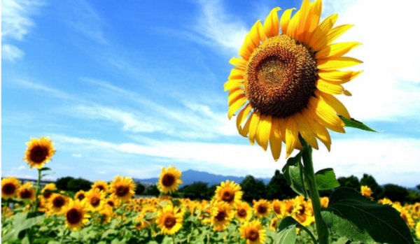 Girasoles