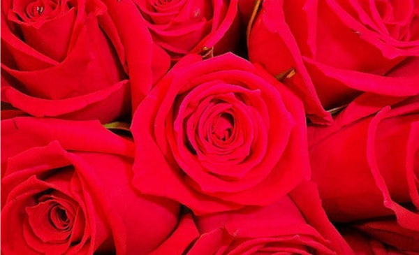 Rosas rojas