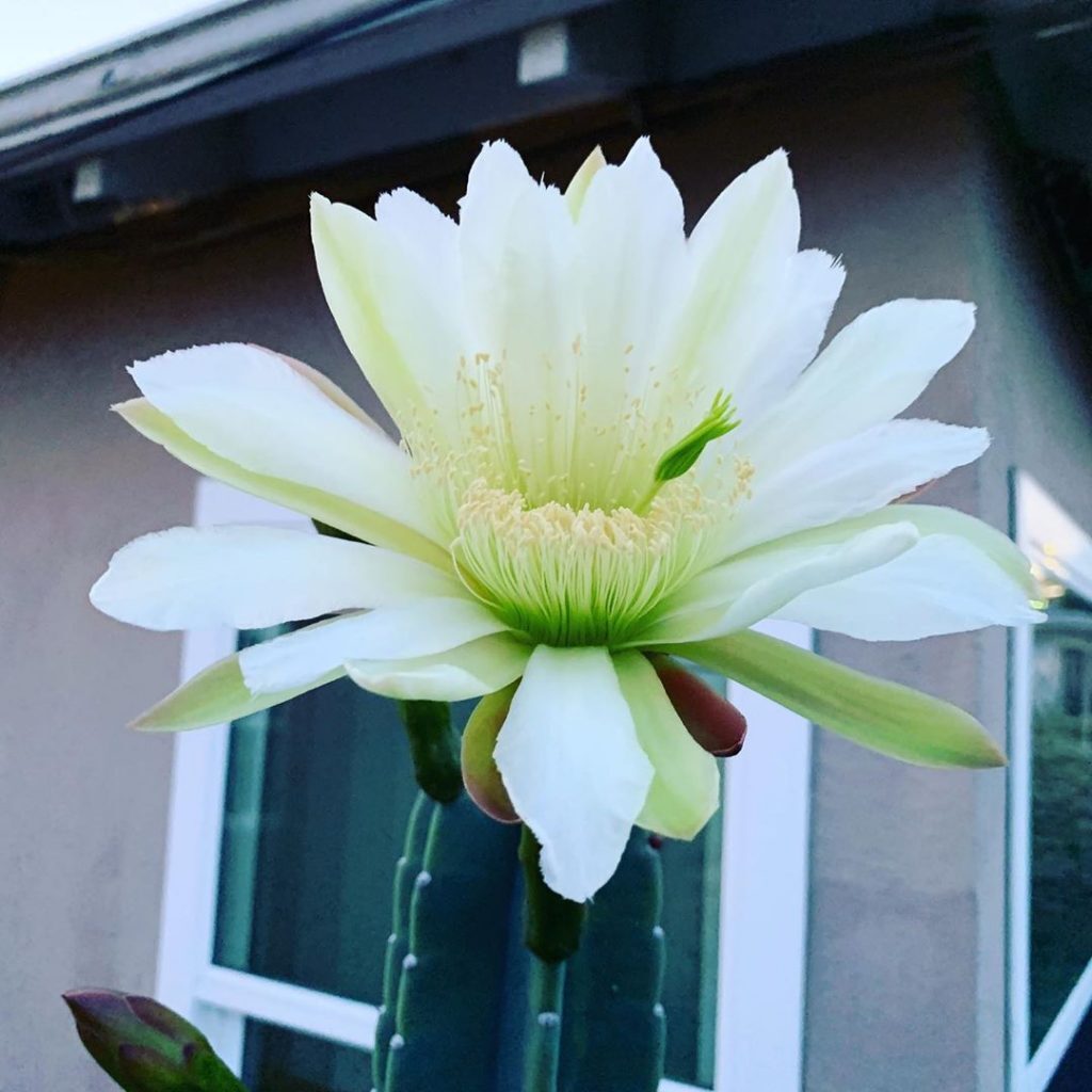 cactus reina de la noche