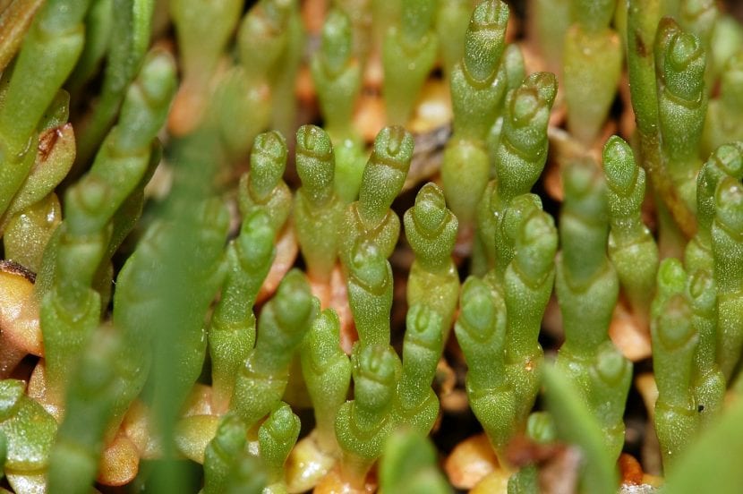 Vista de la planta Salicornia ramosissima