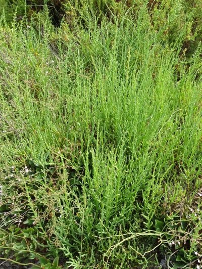 Planta de Salicornia ramossissima en hábitat
