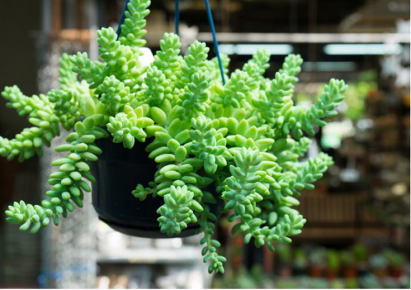  Sedum Morganianum